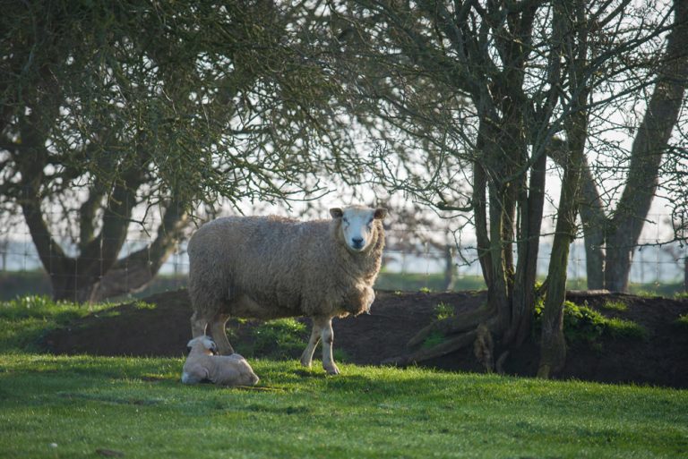 Sheep Conference 2019