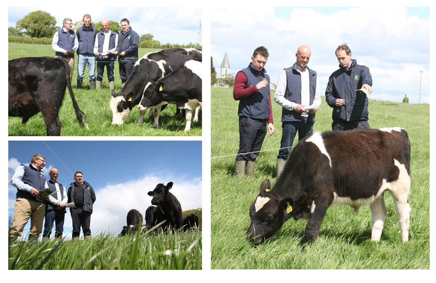 Beef Conference and Farm Walk 2015