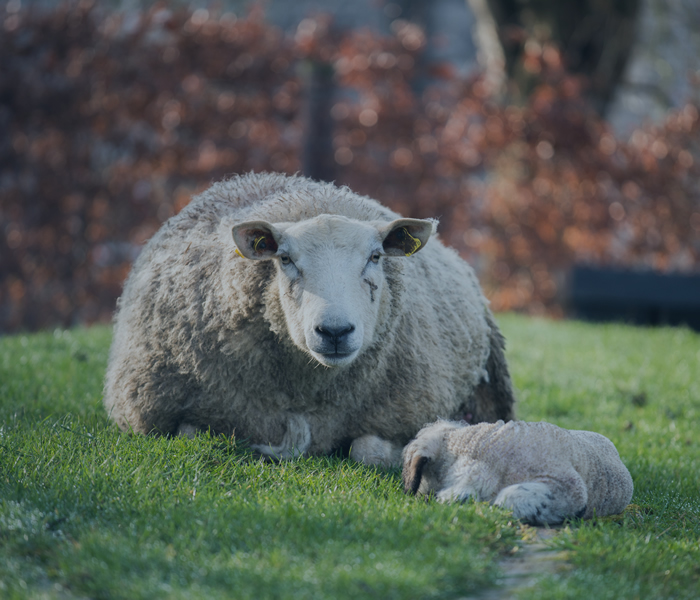 Sheep Event