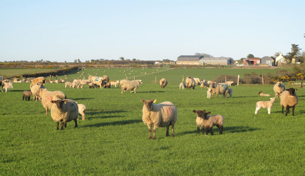 IGA Sheep Conference 19th May