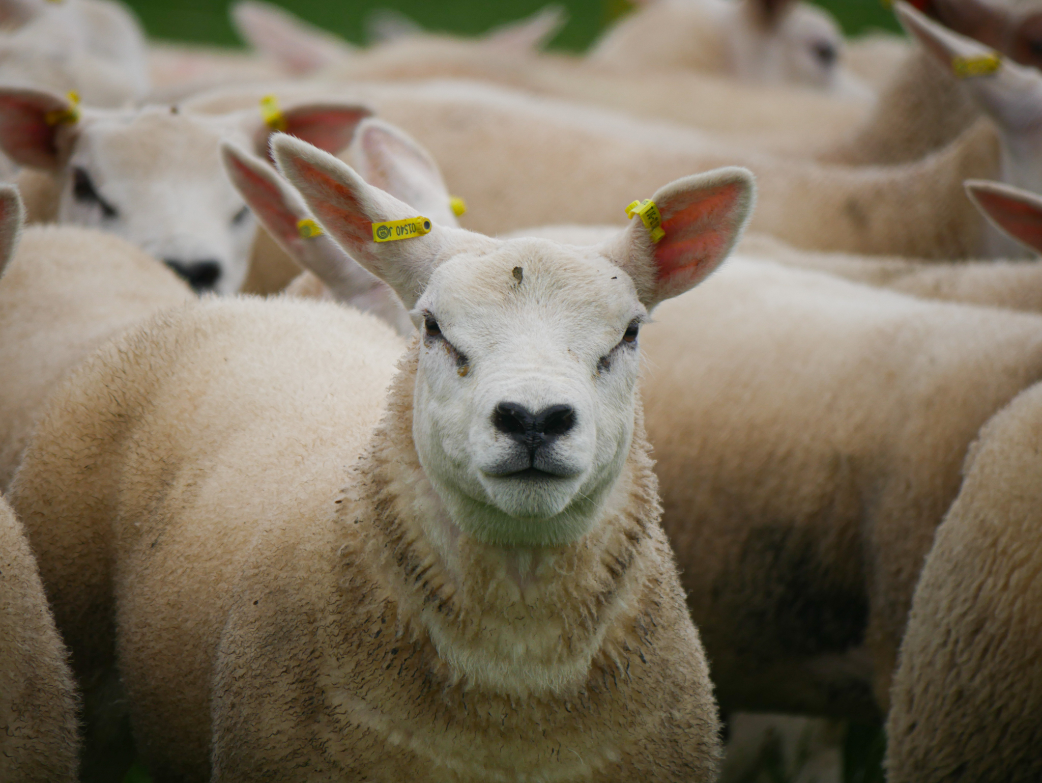 Sheep Walk Donegal