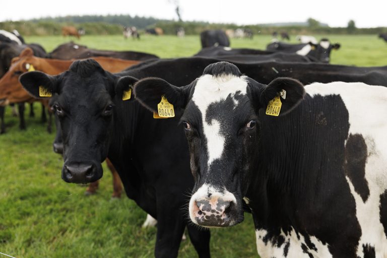 IGA Dairy Summer Tour 2025 