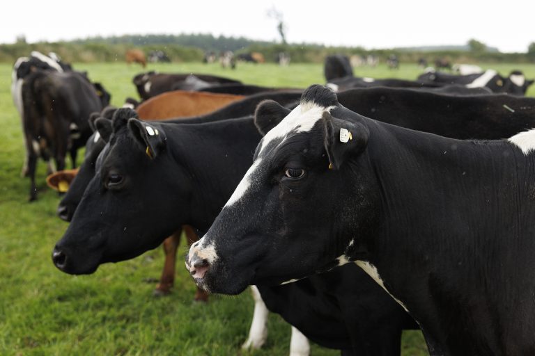 IGA Dairy Summer Tour 2025 