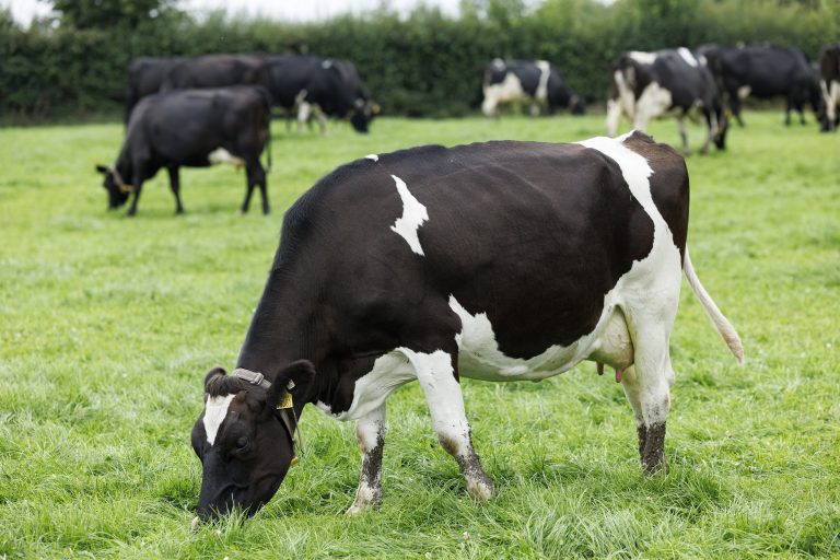 IGA Dairy Summer Tour 2025 